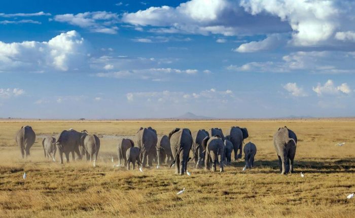 3 Days Amboseli National Park Safari