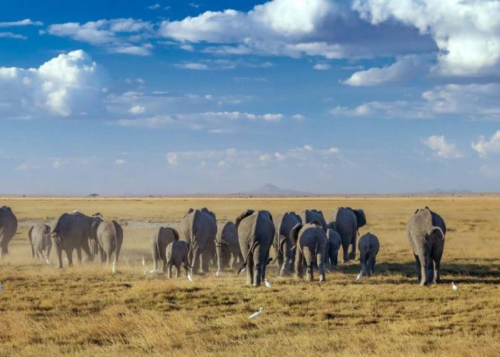 3 Days Amboseli National Park Safari