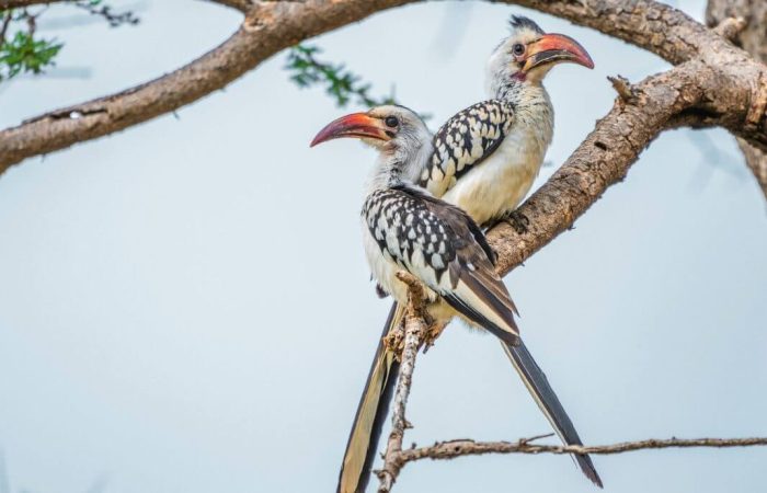 4 Days Samburu National Reserve Special Five Safari