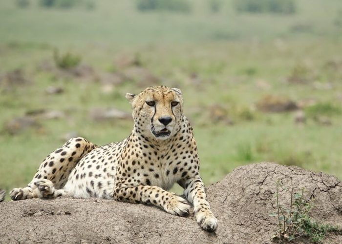 3 Days Masai Mara Flying Safari