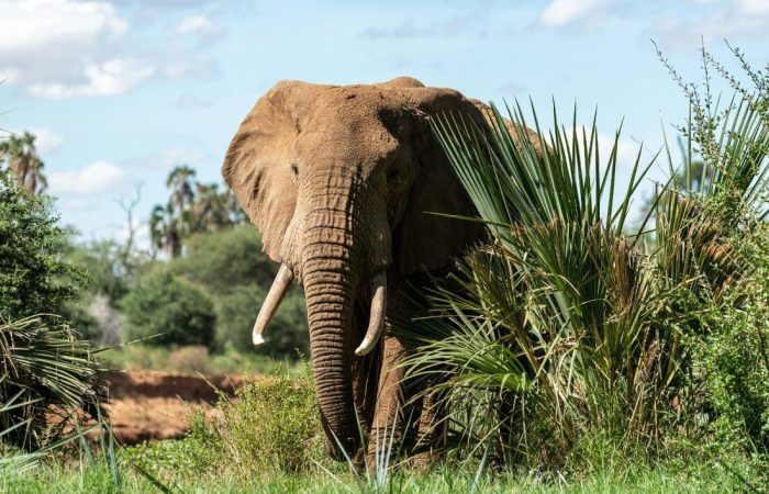 9 Days Best of Kenyan Flying Safaris