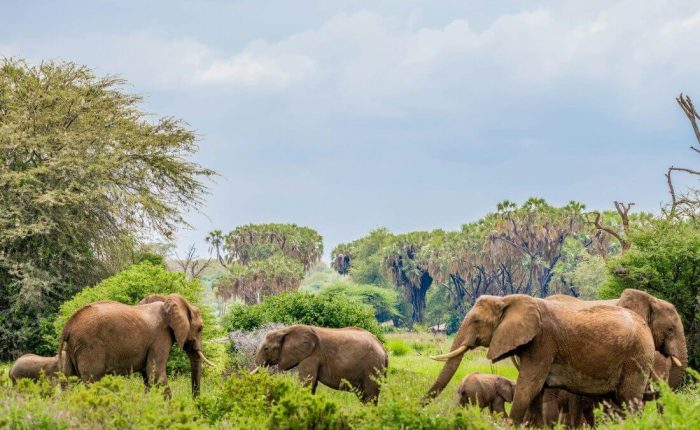 4 Days Samburu National Reserve Special Five Safari