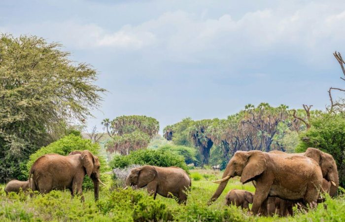 4 Days Samburu National Reserve Special Five Safari