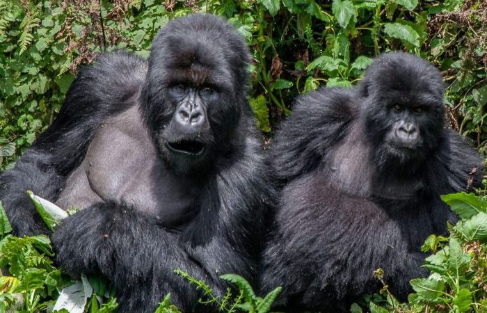 3 Days Gorilla Trekking in Uganda