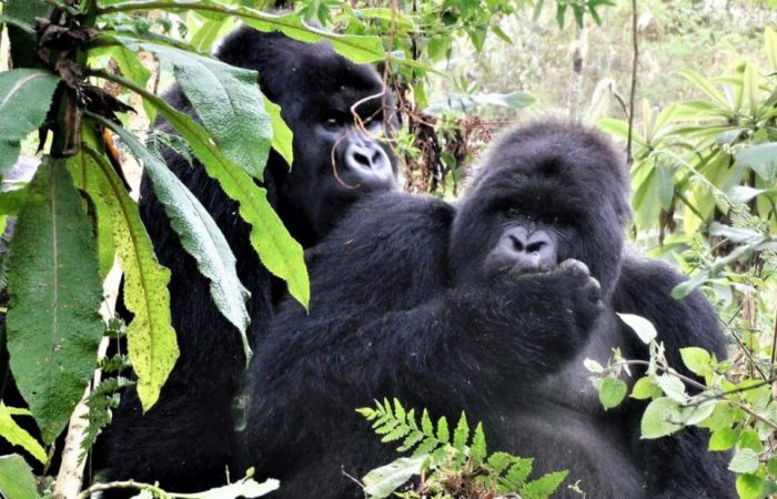 3 Days Gorilla Trekking in Uganda