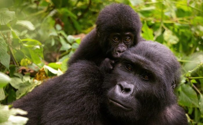 Gorilla Trekking in Uganda