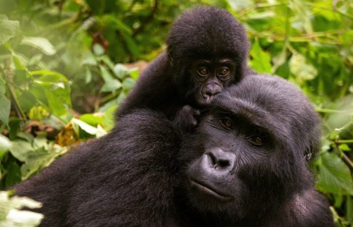 Gorilla Trekking in Uganda