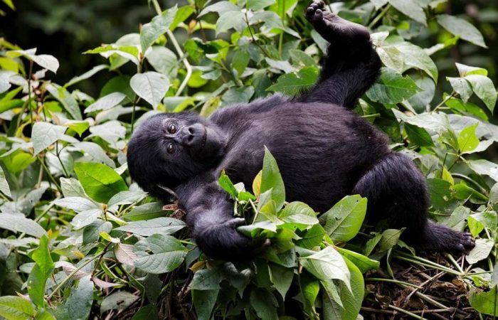 3 Days Gorilla Trekking in Uganda