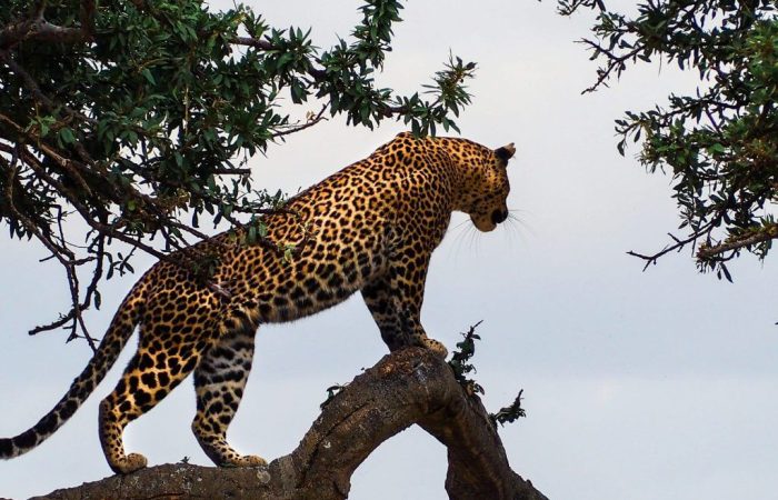 7 Days Masai Mara, Lake Nakuru and Amboseli Safari
