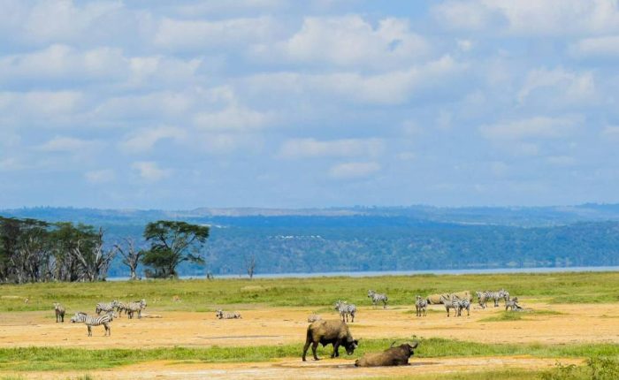 5 Days Masai Mara, Lake Nakuru & Lake Naivasha Safari