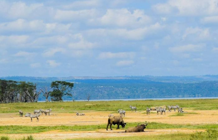 5 Days Masai Mara, Lake Nakuru & Lake Naivasha Safari