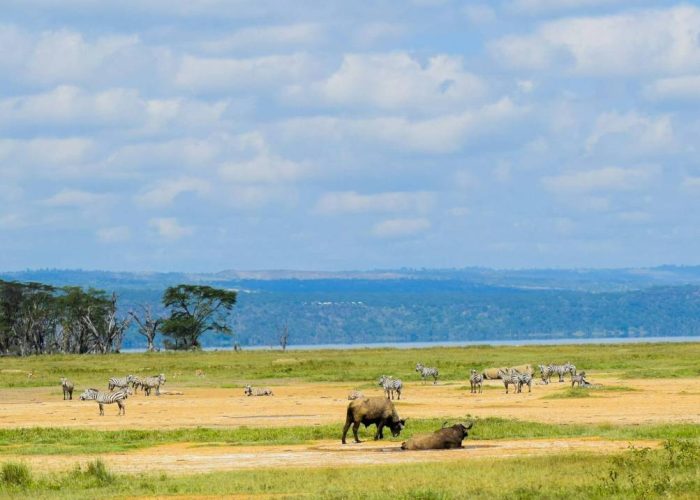 5 Days Masai Mara, Lake Nakuru & Lake Naivasha Safari