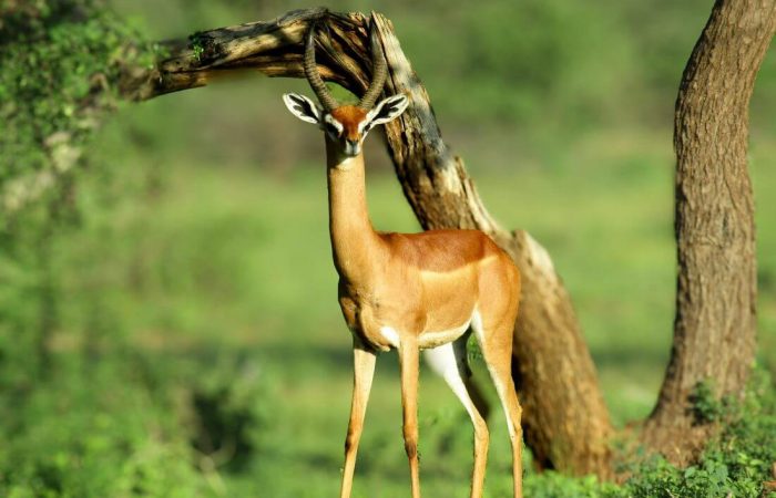 9 Days Best of Kenyan Flying Safaris