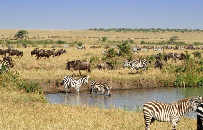 7 Days Masai Mara, Lake Nakuru and Amboseli Safari