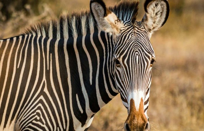 4 Days Samburu National Reserve Special Five Safari