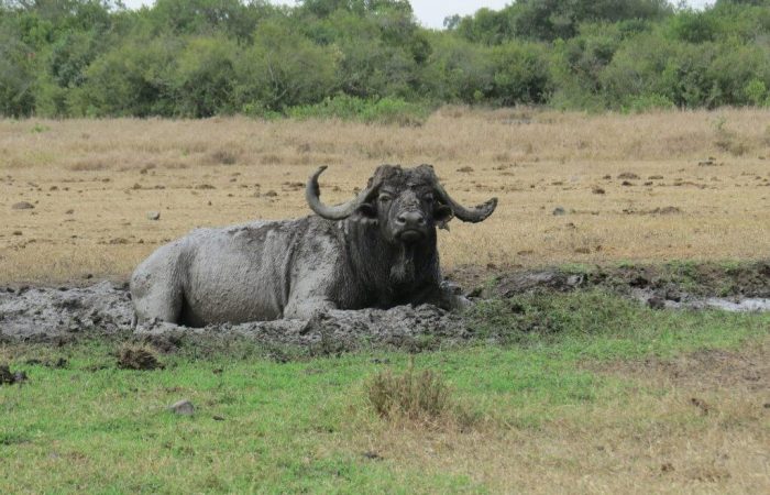 3 Days Olpejeta Conservancy Safari