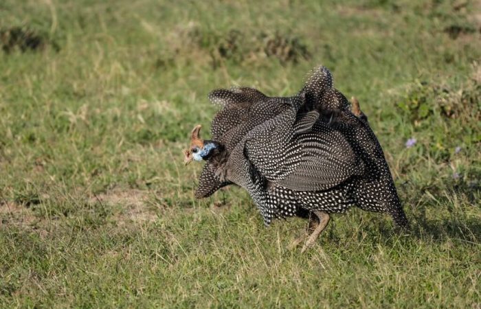 3 Days Olpejeta Conservancy Safari