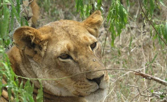 3 Days Olpejeta Conservancy Safari