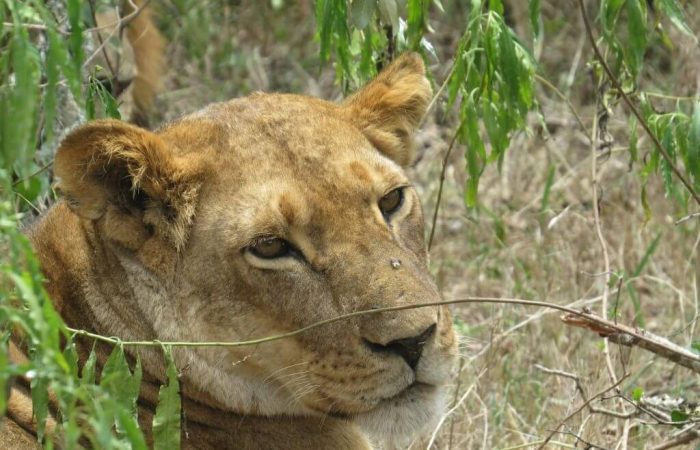 3 Days Olpejeta Conservancy Safari