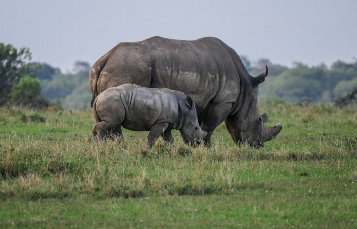 3 Days Olpejeta Conservancy Safari