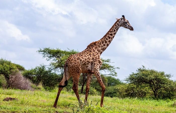 4 Days Incredible Tsavo and Amboseli Safari