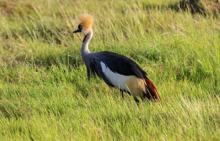 4 Days Incredible Tsavo and Amboseli Safari