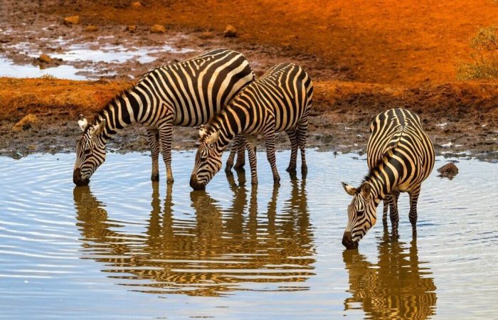 4 Days Incredible Tsavo and Amboseli Safari
