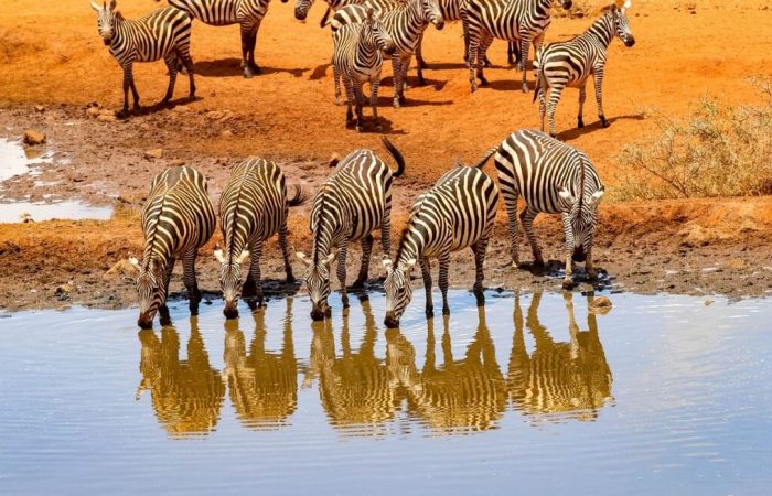 4 Days Incredible Tsavo and Amboseli Safari