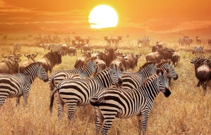 Serengeti (1) 10 Days Combined Kenya and Tanzania Safari Adventure
