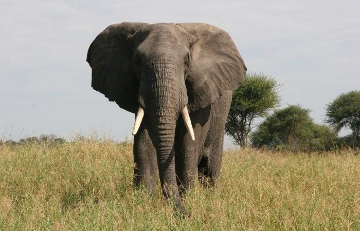 elephant- (1) 10 Days Combined Kenya and Tanzania Safari Adventure