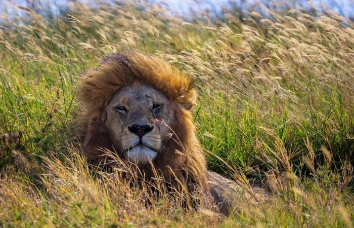 lion (1) 10 Days Combined Kenya and Tanzania Safari Adventure
