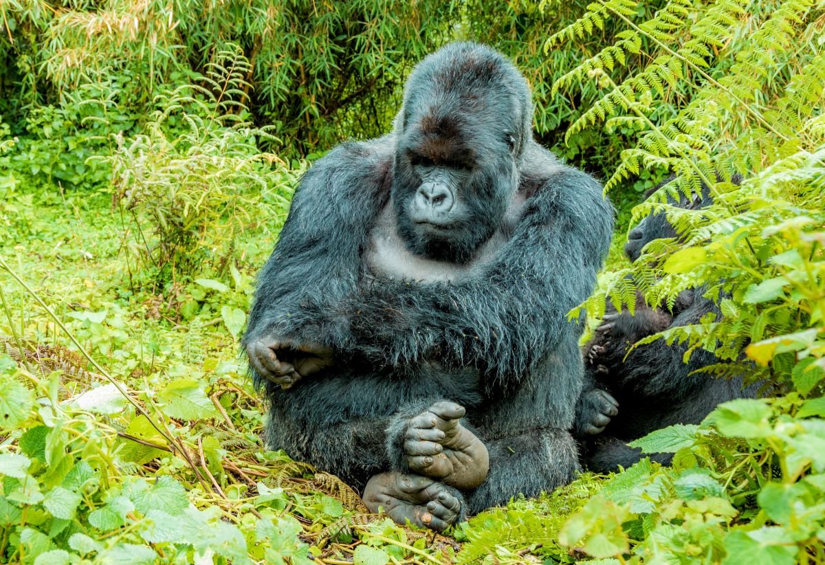5 Days Rwanda Adventure & Gorilla Trekking