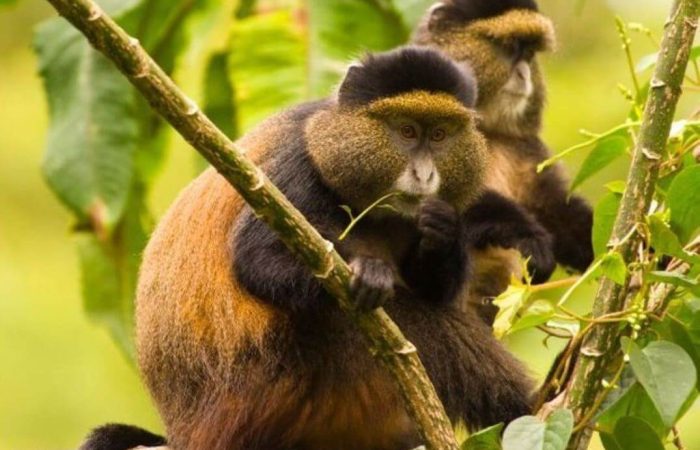 5 Days Rwanda Adventure and Gorilla Trekking
