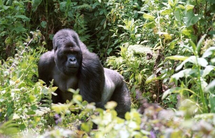 5 Days Rwanda Adventure and Gorilla Trekking