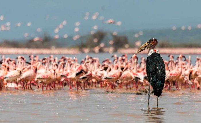Naivasha & Lake Elementaita Self-Drive Packages