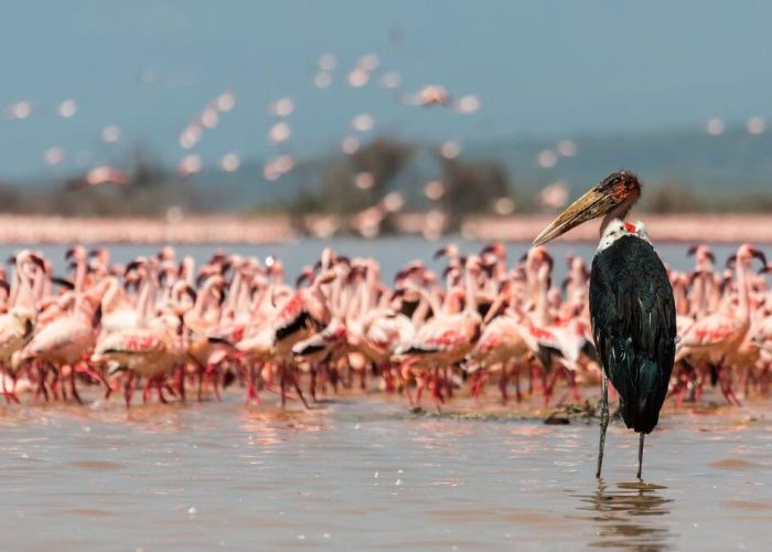 Naivasha & Lake Elementaita Self-Drive Packages