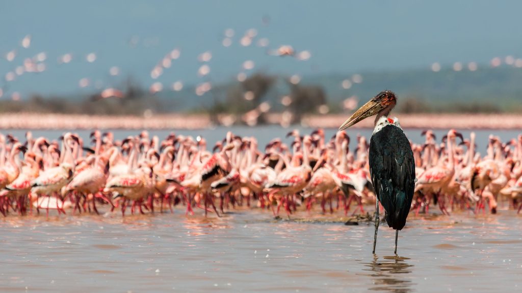 Naivasha & Lake Elementaita Self-Drive Packages