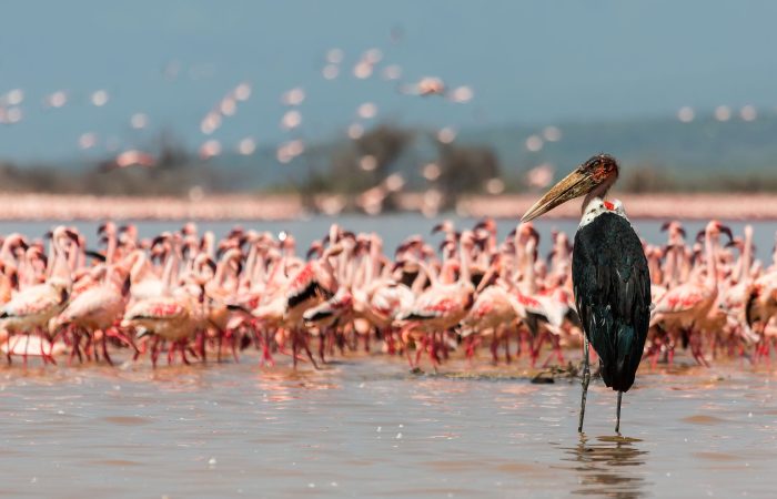 Naivasha & Lake Elementaita Self-Drive Packages