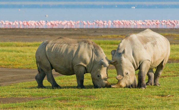 4 Days Masai Mara and Lake Nakuru Budget Safari