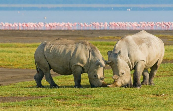 Lake-Nakuru-rhino-top- 4 Days Masai Mara and Lake Nakuru Budget Safari