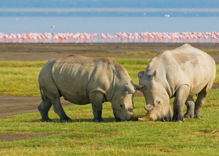 4 Days Masai Mara and Lake Nakuru Budget Safari
