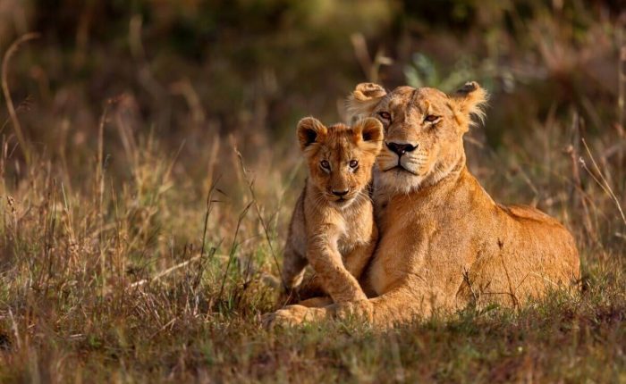 4 Days Masai Mara and Lake Nakuru Budget Safari