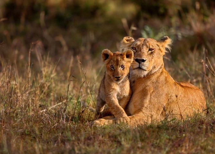 4 Days Masai Mara and Lake Nakuru Budget Safari