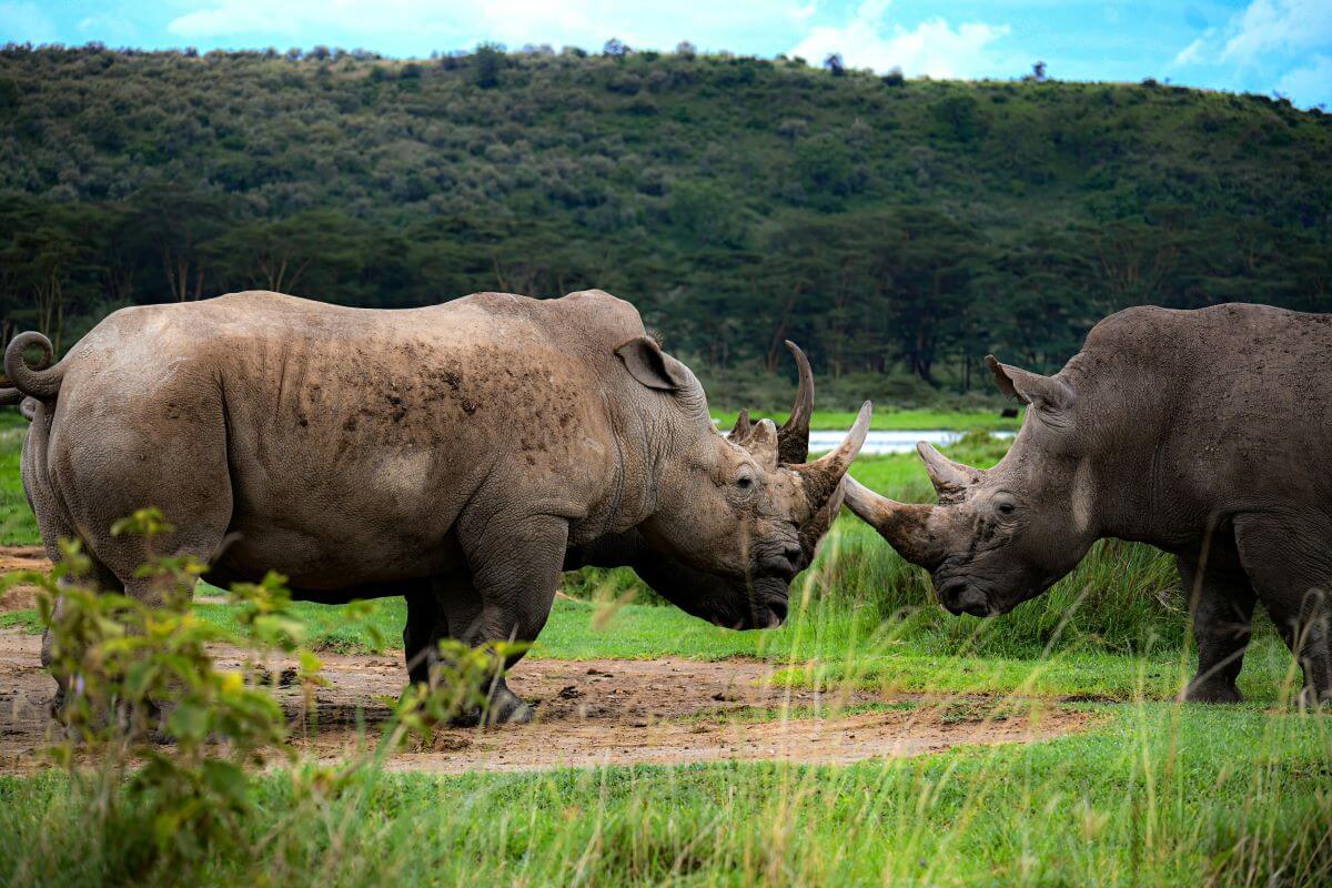 Top-destinations-1 (1) Top Destinations to Explore During your Safari in Kenya
