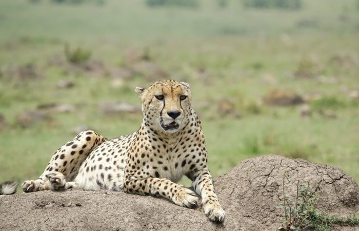 8 Days Amboseli, Naivasha, Nakuru, Masai Mara Safari (Peak season)