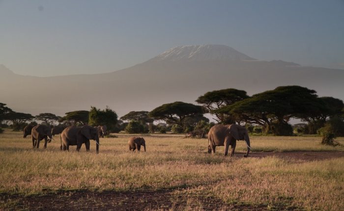 6 Days Safari to Masai Mara, Lake Nakuru & Amboseli