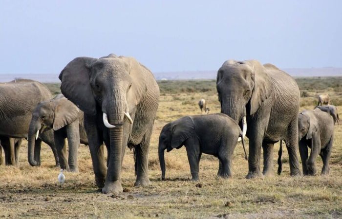 10 Days Kenya +Tanzania Safari Package