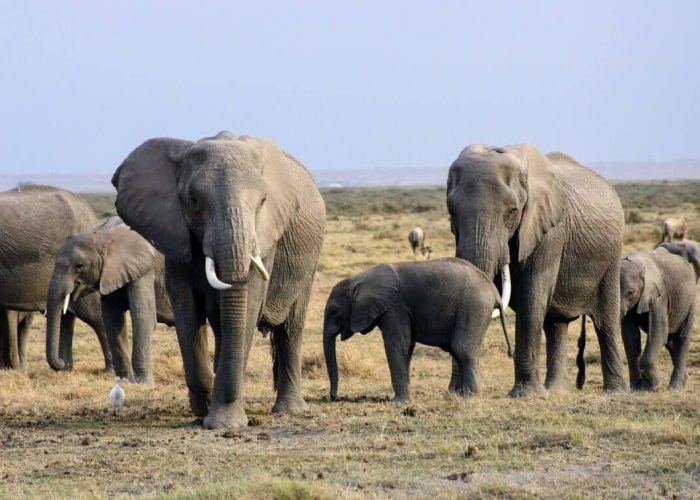10 Days Kenya +Tanzania Safari Package
