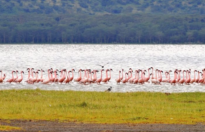 8 Days Amboseli, Naivasha, Nakuru, Masai Mara Safari (Peak season)