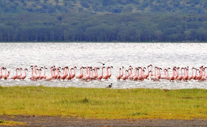 8 Days Amboseli, Naivasha, Nakuru, Masai Mara Safari (Peak season)